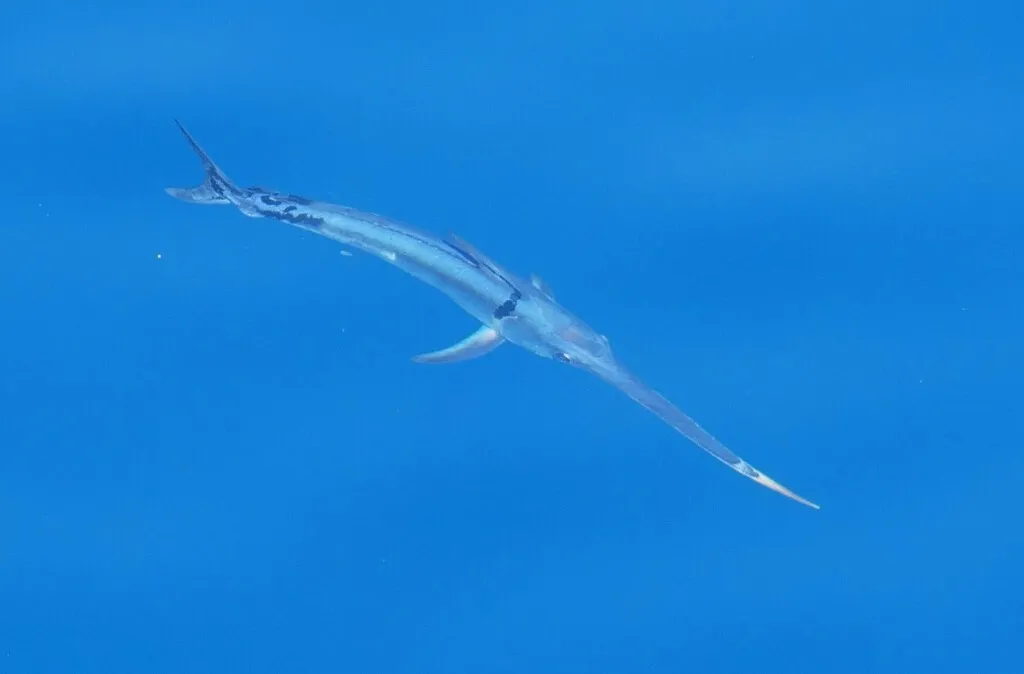 Swordfish, photo 1