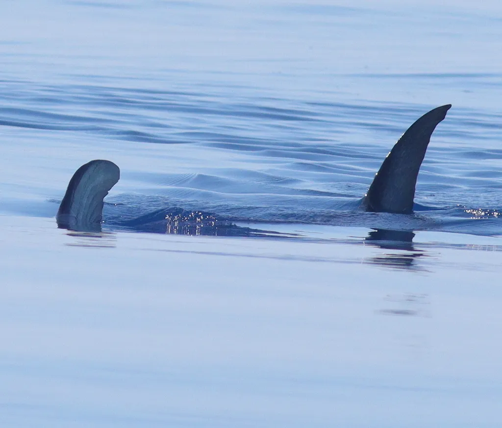 Swordfish, photo 2