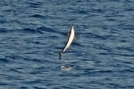 Swordfish, photo 3