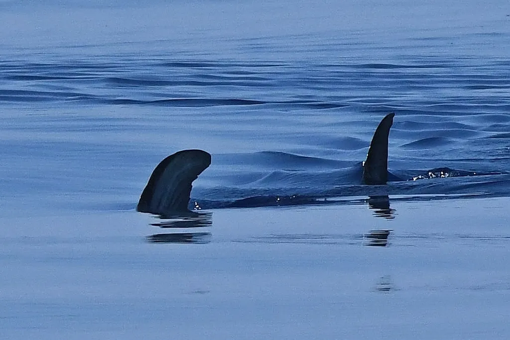 Swordfish, photo 4 (Lajes do Pico, PT-AC)