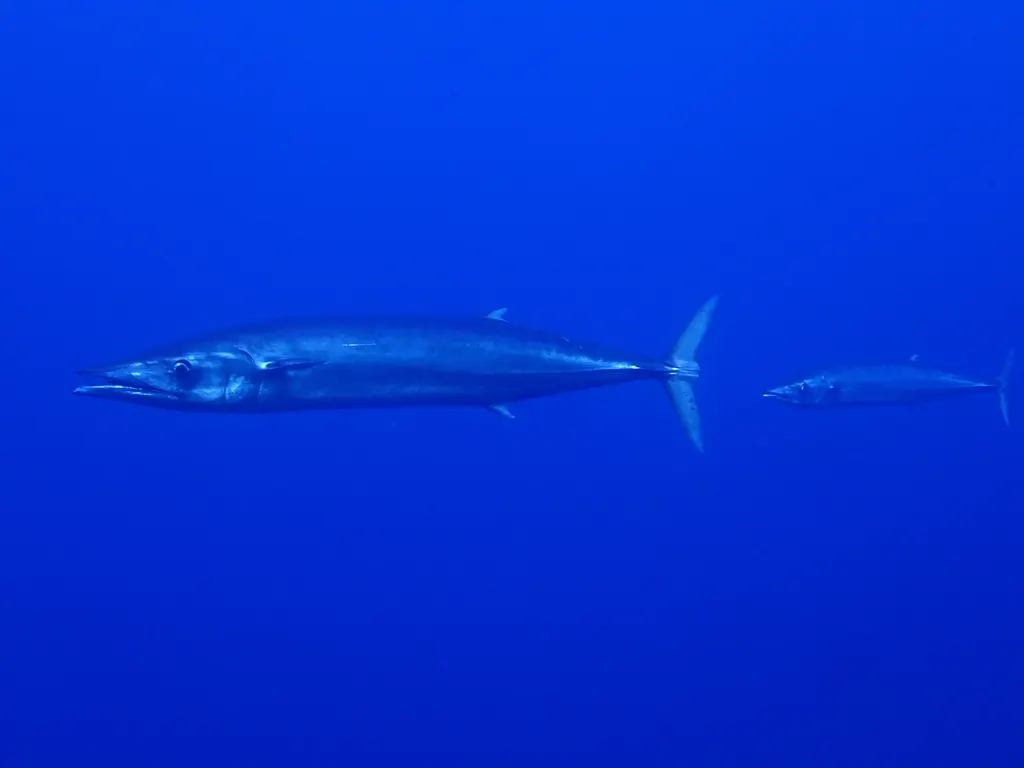 Wahoo (peto), foto 1 (Manzanillo, MX-CL)