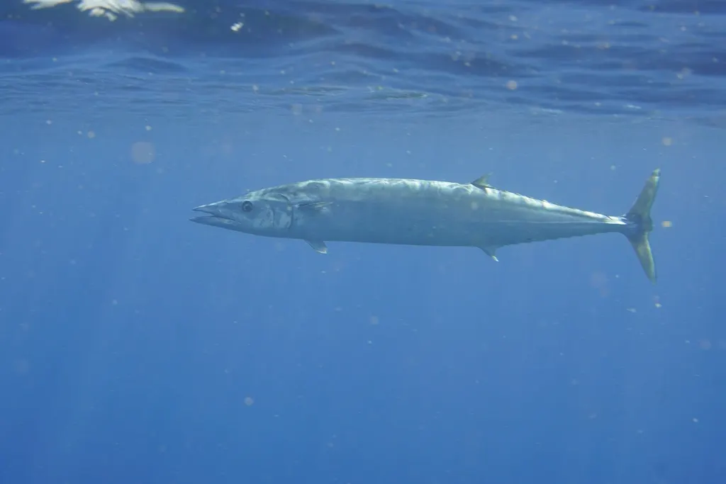 Wahoo (peto), foto 2 (Santa Cruz de Tenerife, ES-CN)