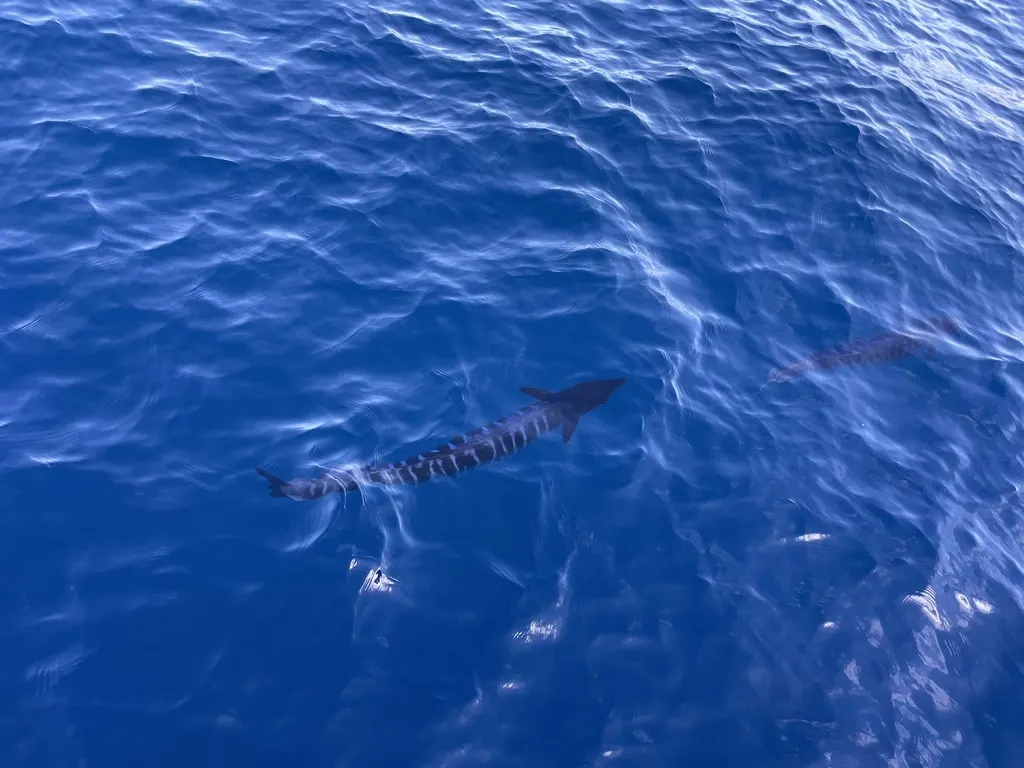 Wahoo (peto), foto 3 (Manzanillo, MX-CL)