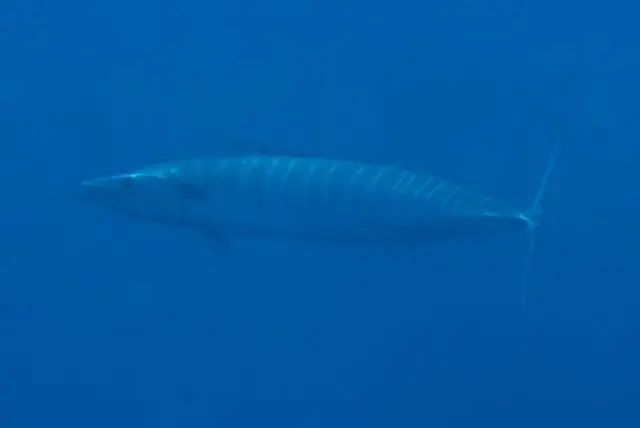 Wahoo (peto), foto 4 (pinnacle Lopes, Mozambique)
