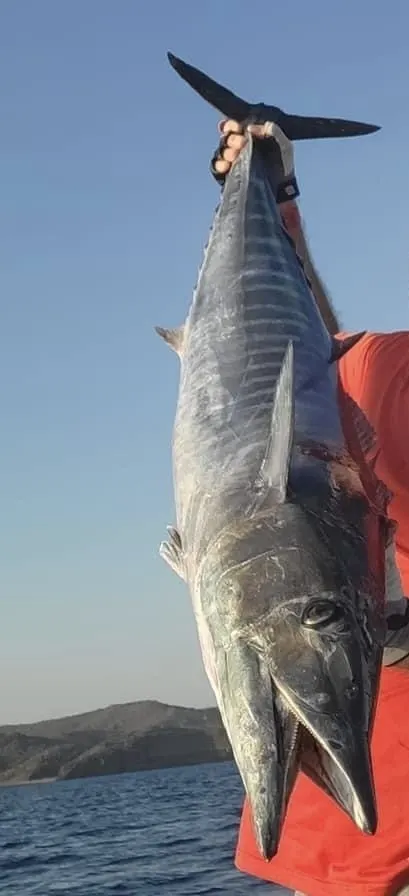 Wahoo (peto), foto 6 (Guantánamo, CU)