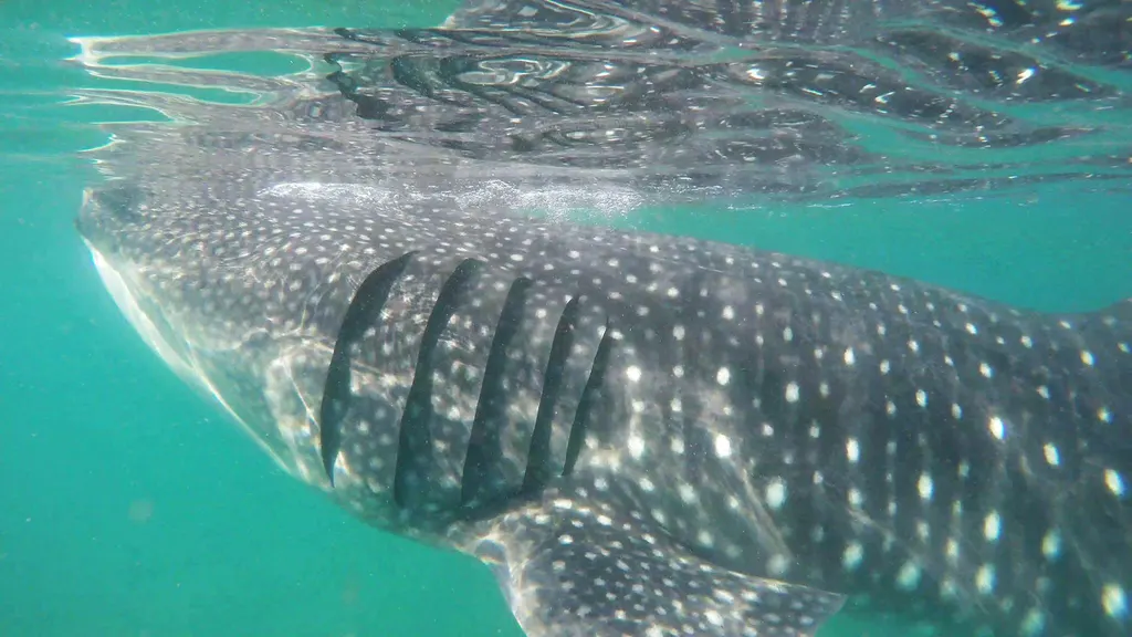 Whale shark, photo 1 (Océano Pacífico)