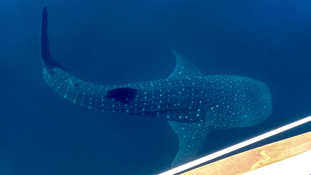 Whale shark, photo 2 (Loreto, BCS)