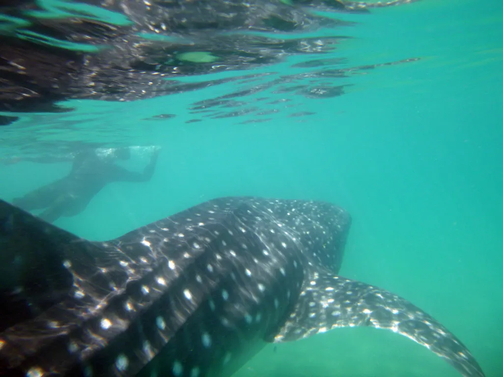 Whale shark, photo 3 (La Paz, Baja California Sur)