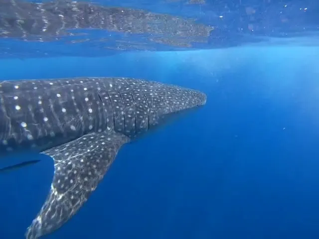 Whale shark, photo 4 (Gulf of Mexico)