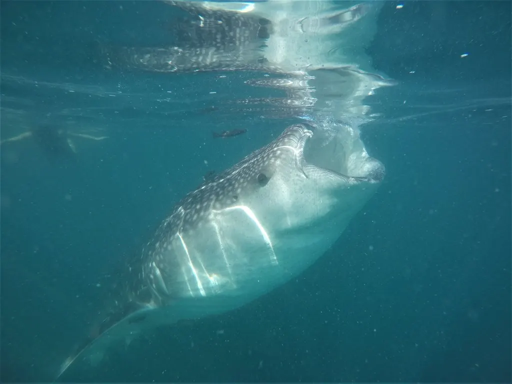 Whale shark, photo 5 (Calle Tenochtitlán 560–584, La Paz)