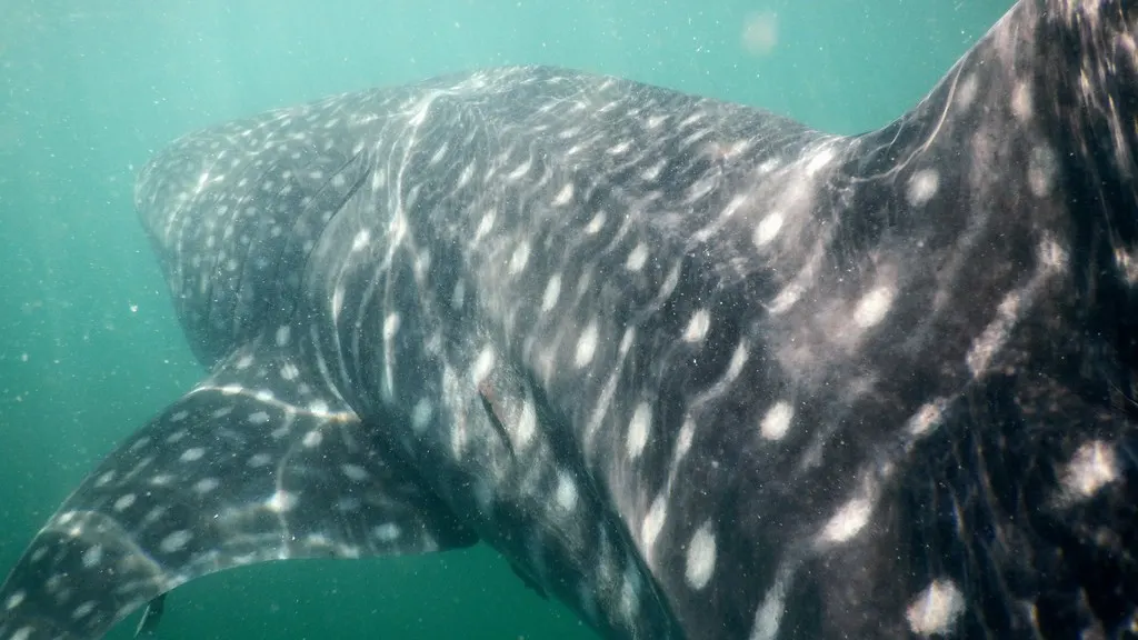Whale shark, photo 6 (La Paz, Baja California Sur)