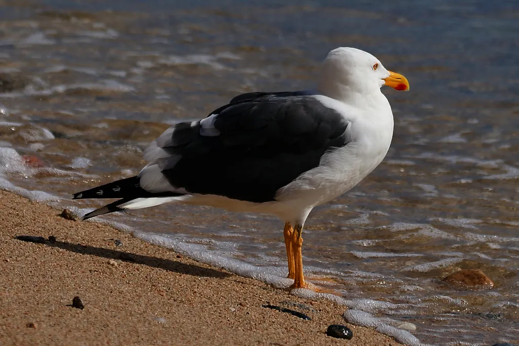 Yellow-footed gull, photo 1 (La Paz, Baja California Sur)