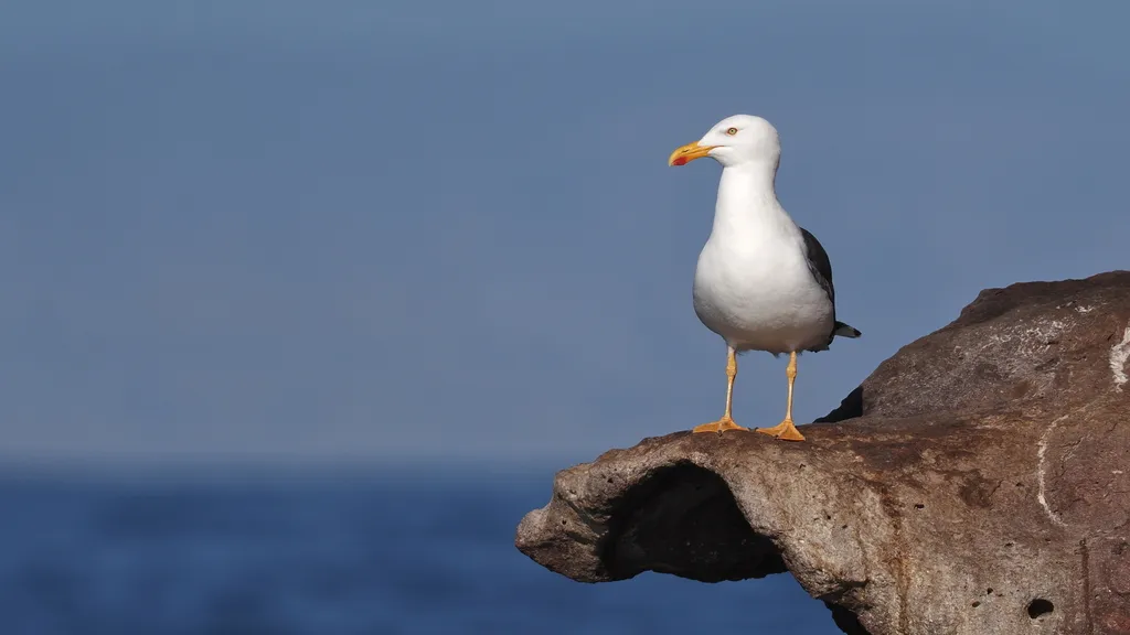 Yellow-footed gull, photo 2 (La Paz, MX-BS)