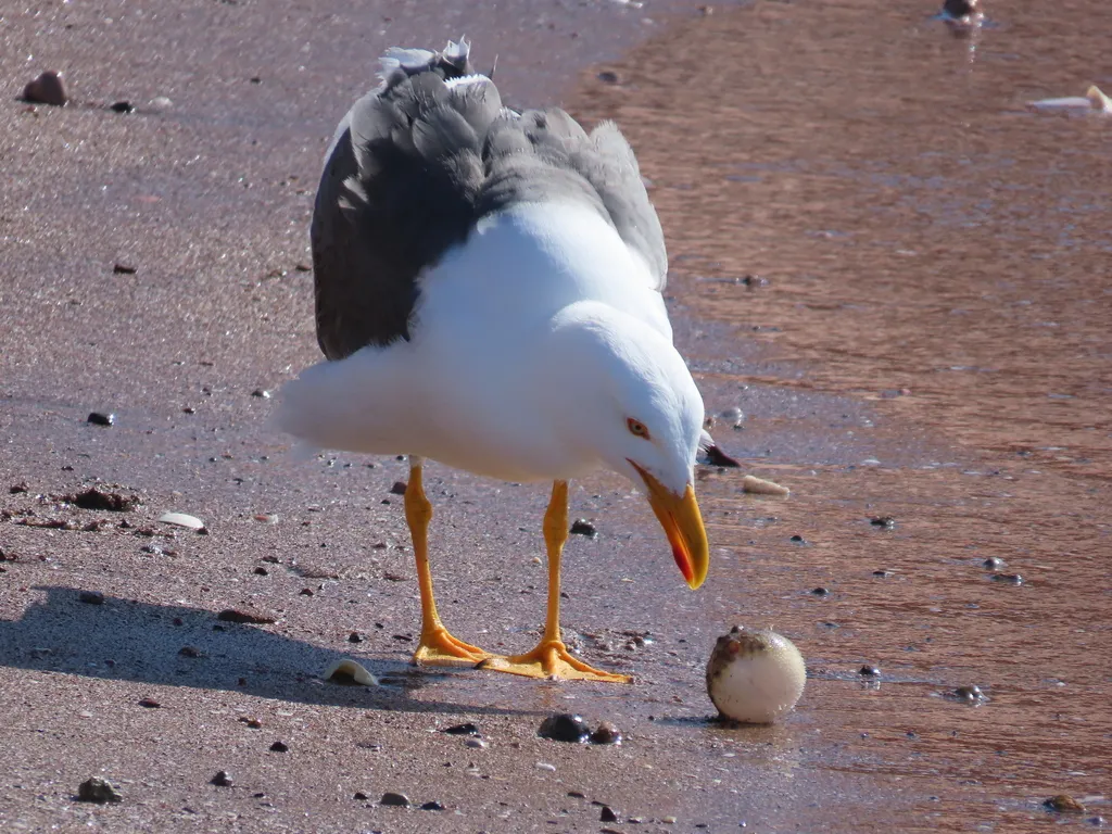 Yellow-footed gull, photo 3 (Loreto Municipality, BCS)