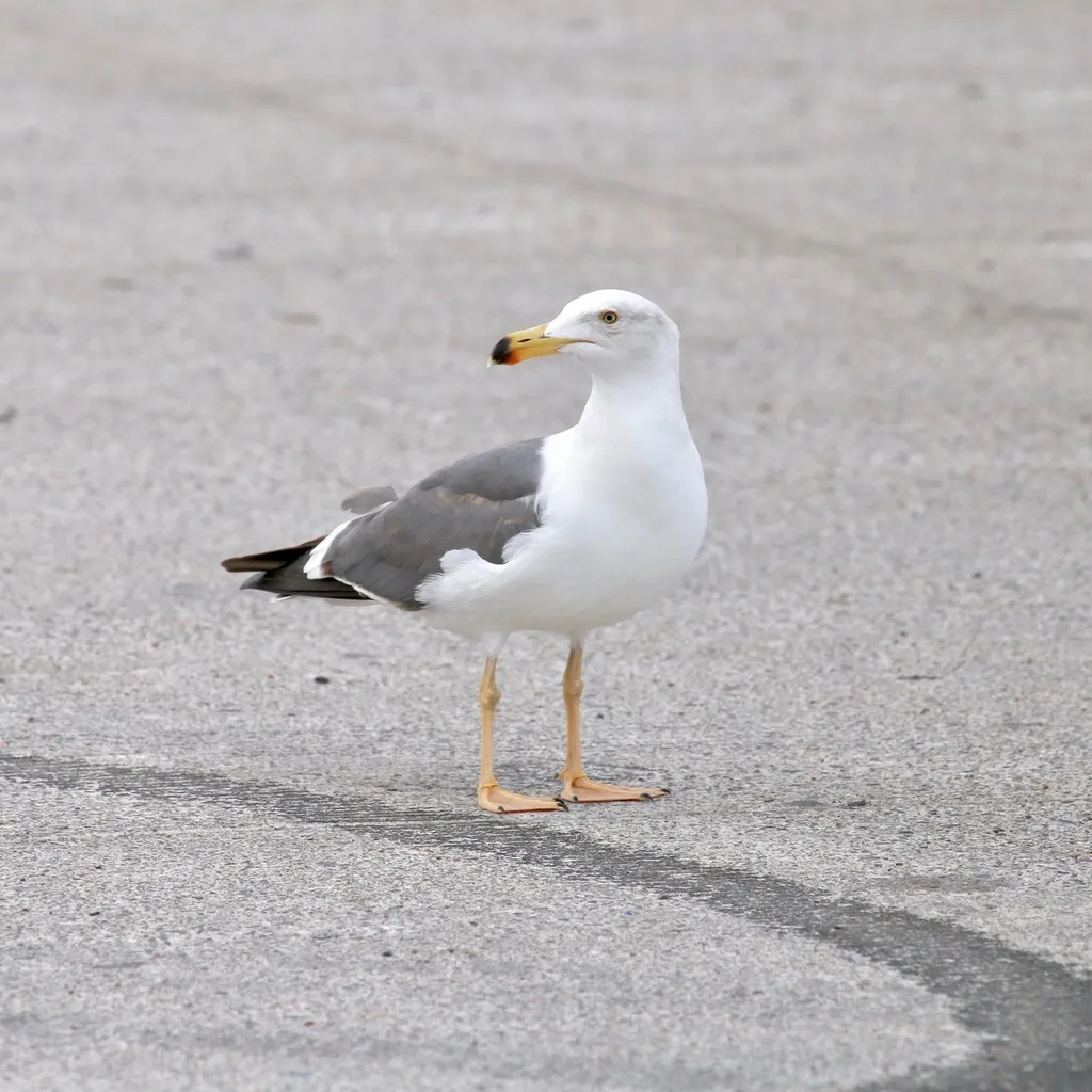 Yellow-footed gull, photo 4 (La Paz, BCS)
