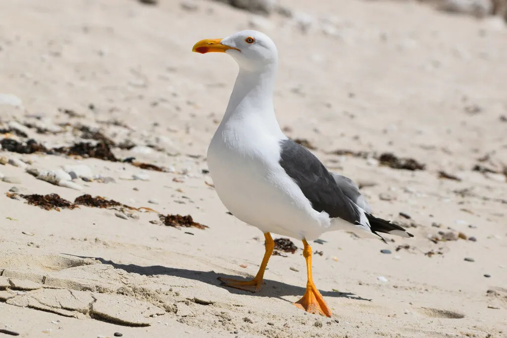Yellow-footed gull, photo 5 (Bahía de Loreto, Loreto)
