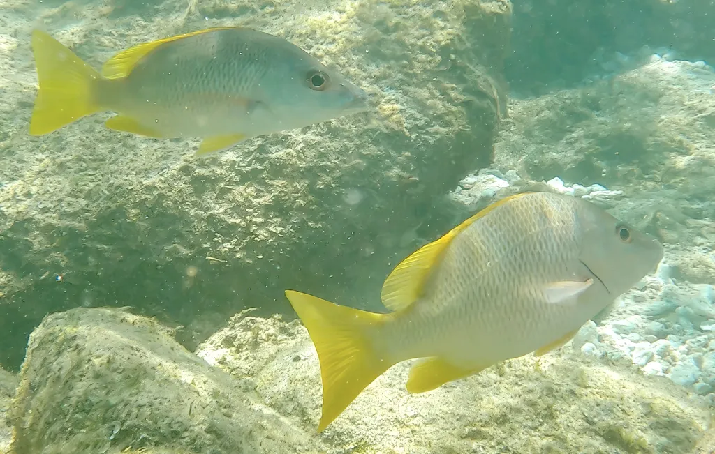 Yellow snapper, photo 1 (Los Cabos, BCS)