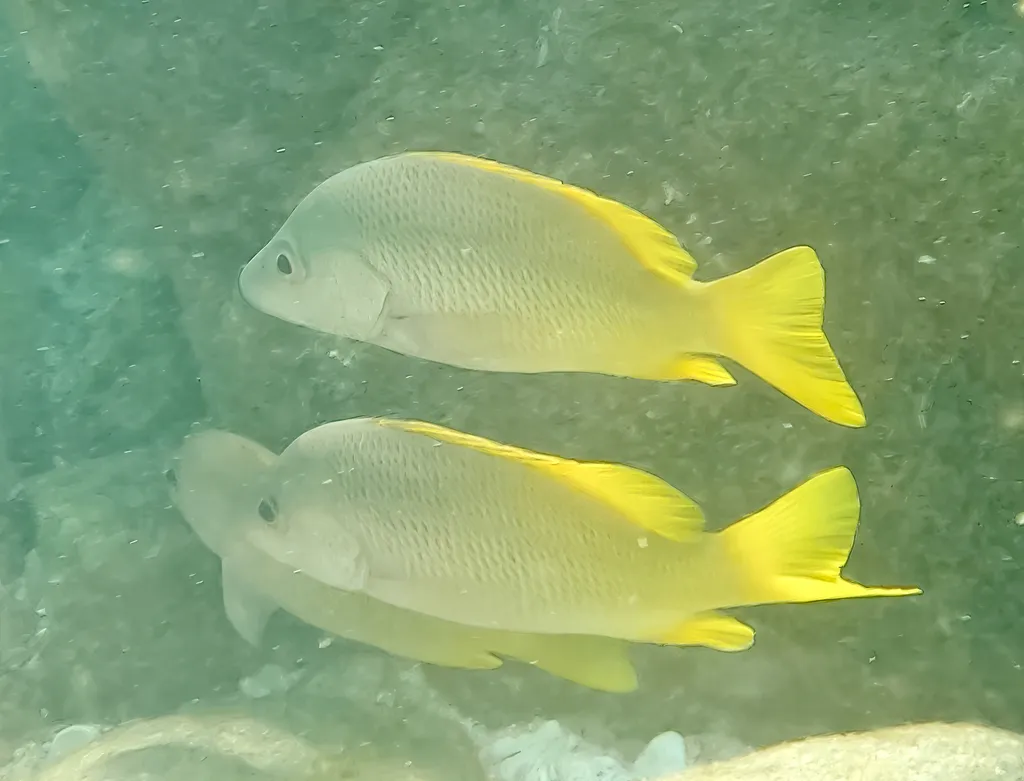 Yellow snapper, photo 2 (Los Cabos, BCS)