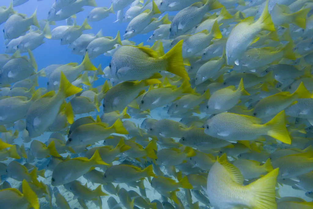 Yellow snapper, photo 3 (El Bajo, Cabo Pulmo)