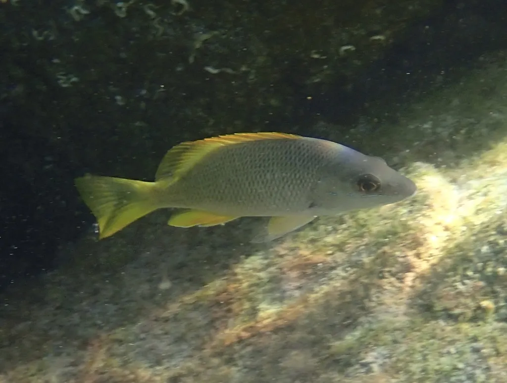 Yellow snapper, photo 4 (La Paz, BCS)