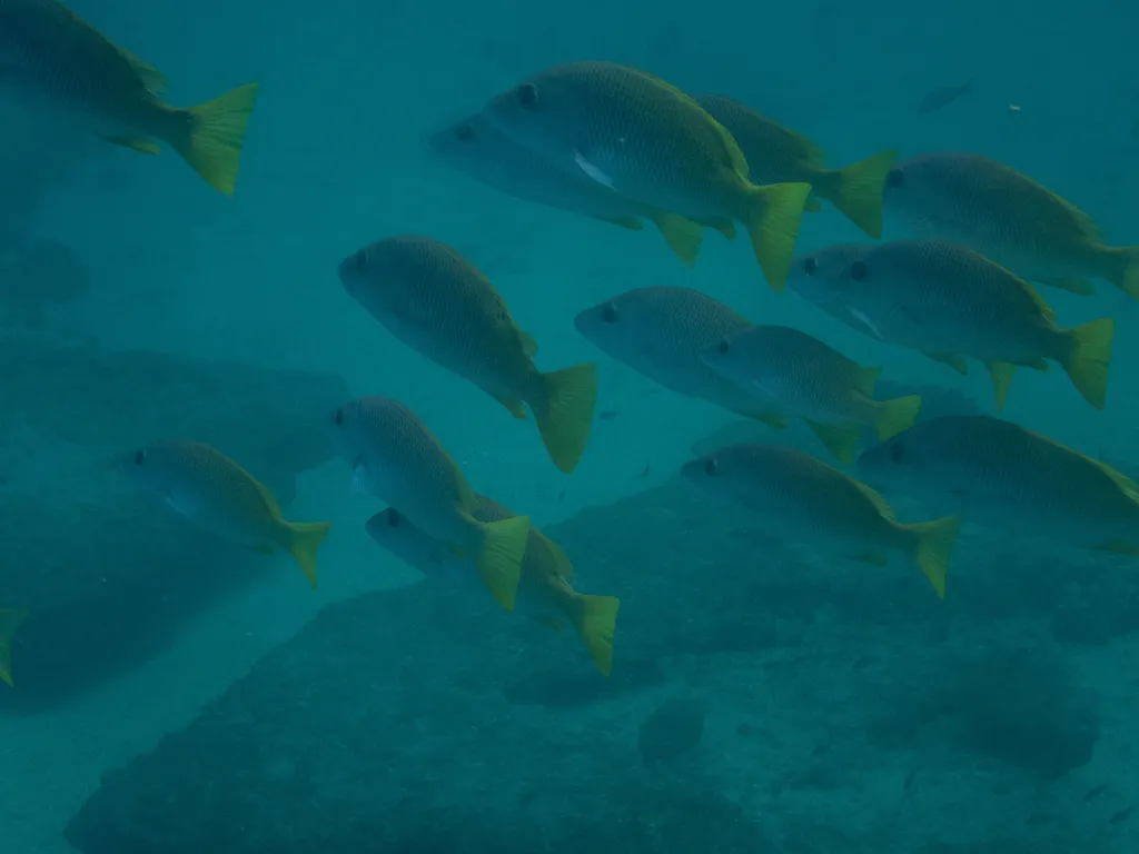 Yellow snapper, photo 5 (Cabo Pulmo, Los Cabos)