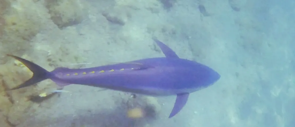 Atún aleta amarilla, foto 1 (Isla Socorro, Col.)