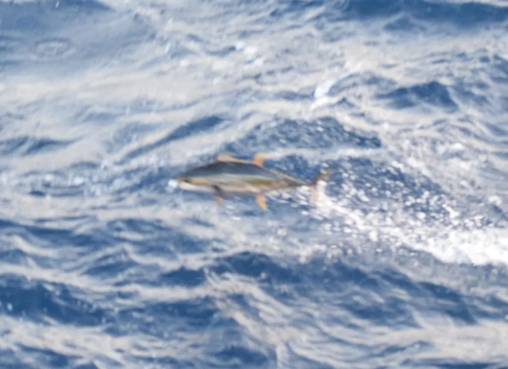 Atún aleta amarilla, foto 3 (Océano Pacífico)