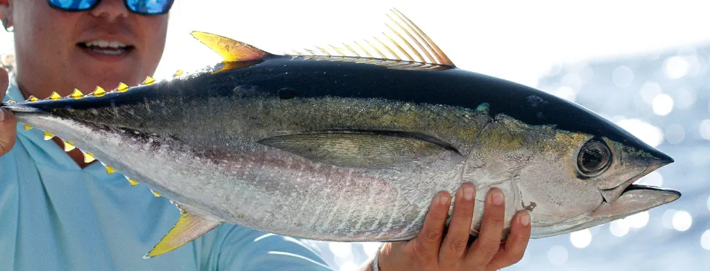Atún aleta amarilla, foto 5 (Kailua-Kona, HI)