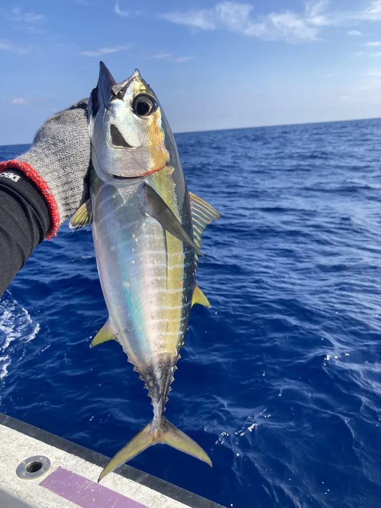 Atún aleta amarilla, foto 6 (台湾海峡, TW)