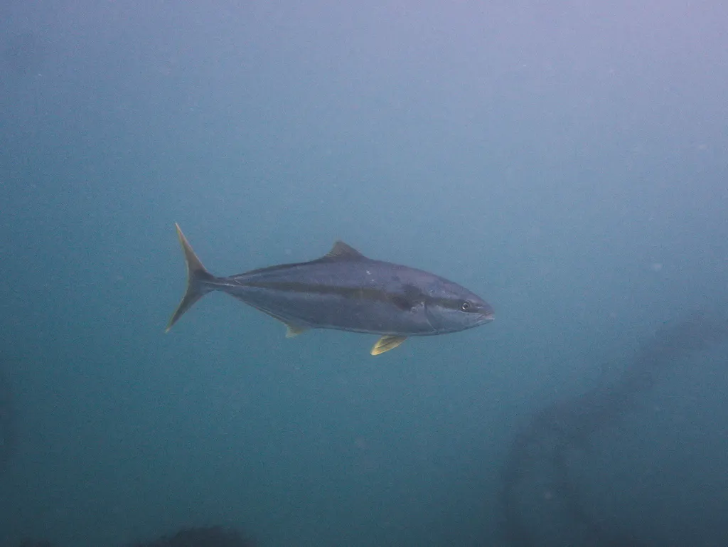 California yellowtail, photo 1 (La Jolla Cove, CA)