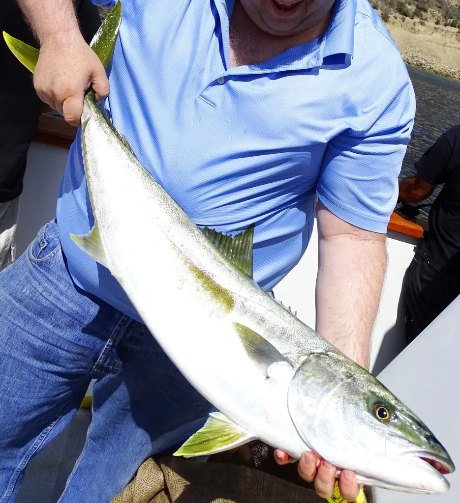 California yellowtail, photo 2 (Los Angeles, California)