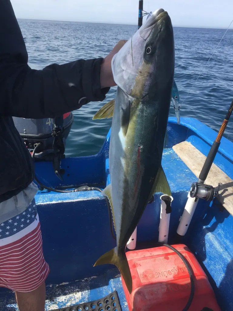 California yellowtail, photo 3 (North Pacific Ocean)
