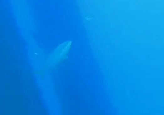 California yellowtail, photo 4 (Scripps Pier, CA)