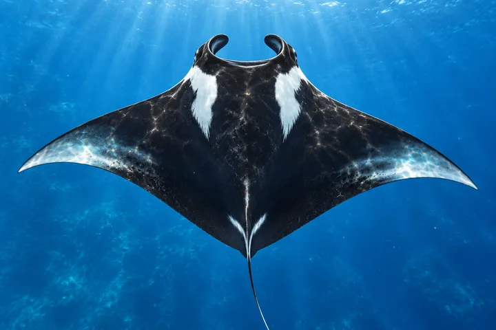 Manta gigante