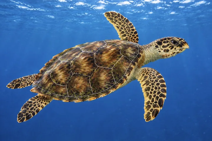 Tortuga carey