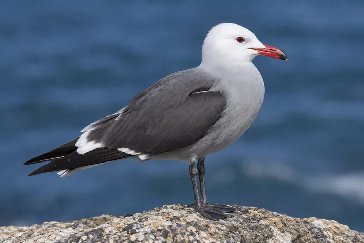 Gaviota ploma