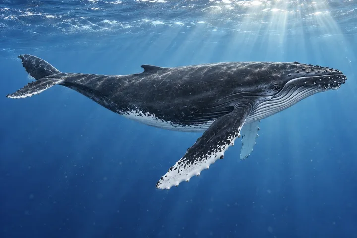Ballena jorobada