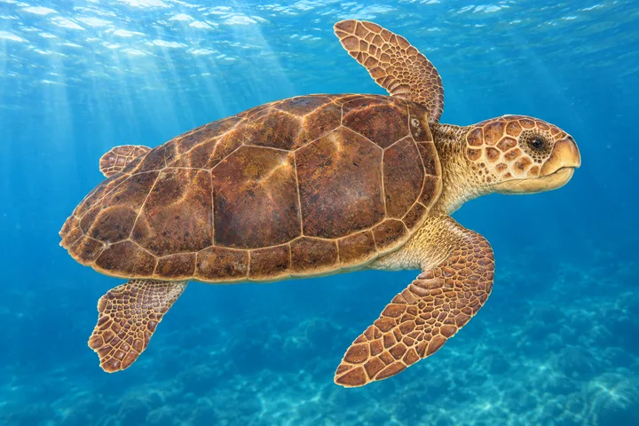 Tortuga caguama (tortuga amarilla)