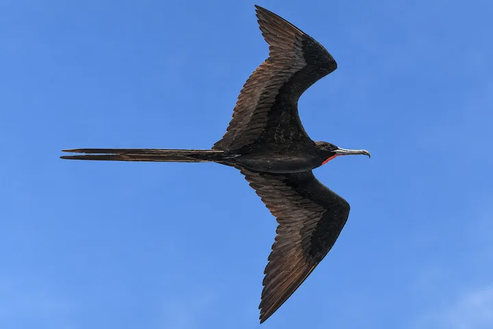 Fragata magnífica (tijereta)