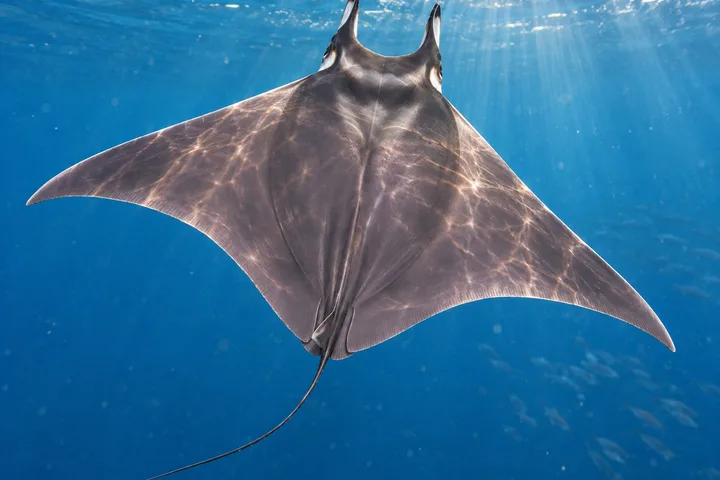 Manta diablo (mobula)