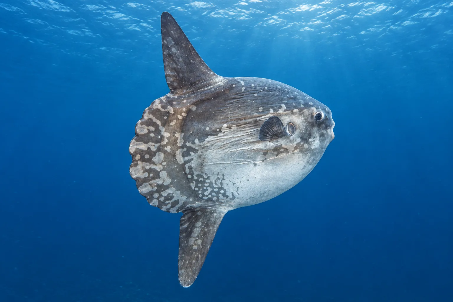 Ocean sunfish (Mola mola), illustration