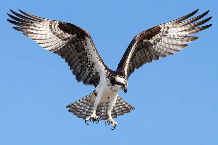Águila pescadora