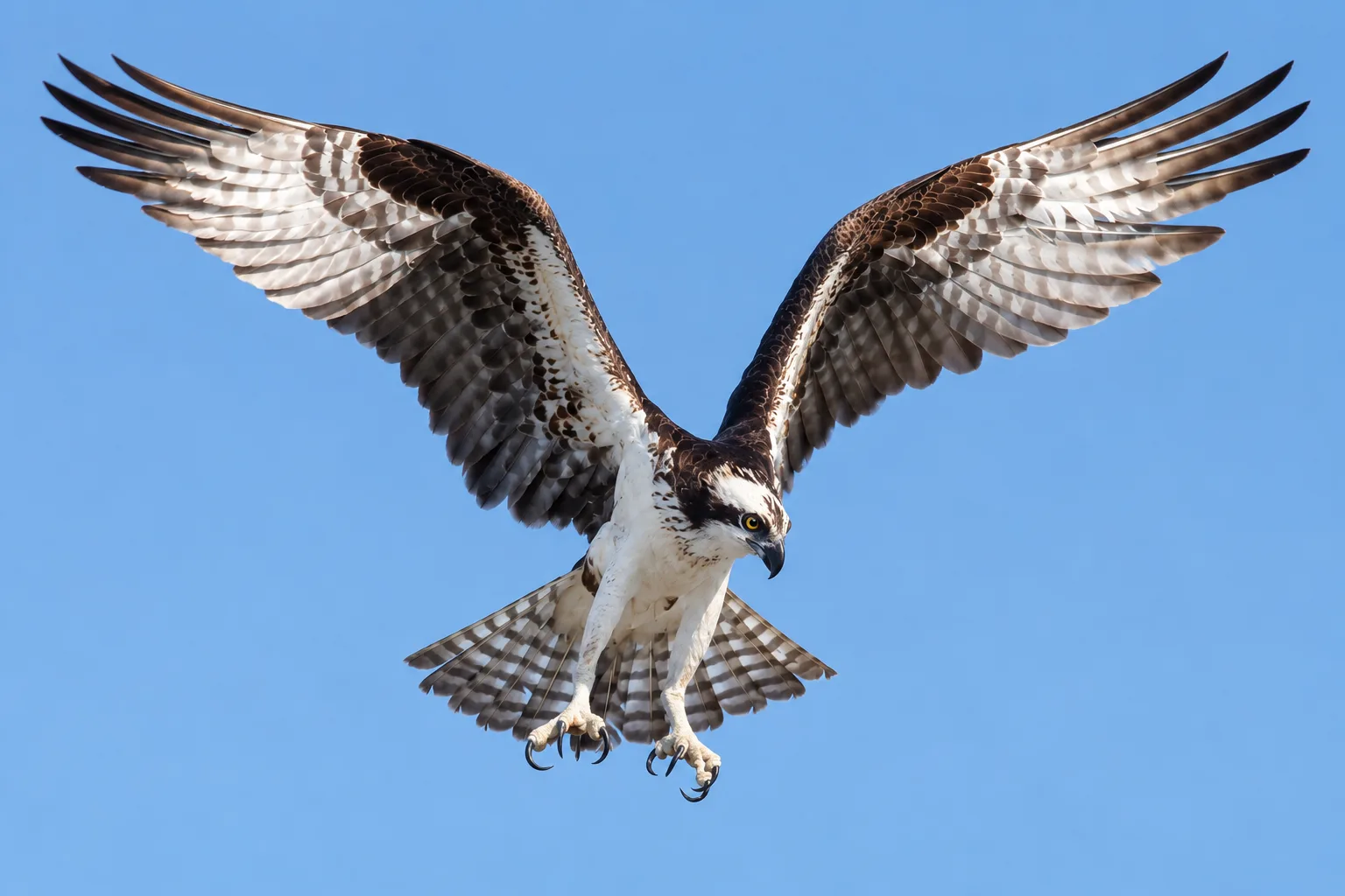 Osprey (Pandion haliaetus), illustration