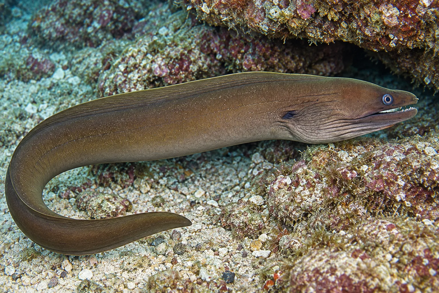 Panamic green moray (Gymnothorax castaneus), illustration