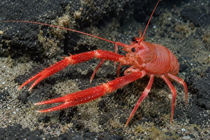Langostilla