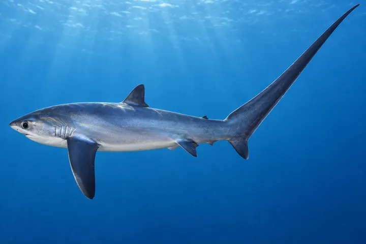 Tiburón zorro pelágico