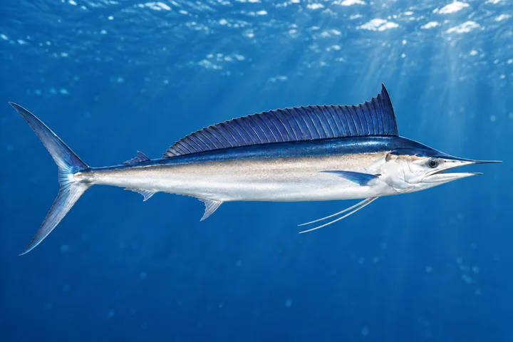 Shortbill spearfish