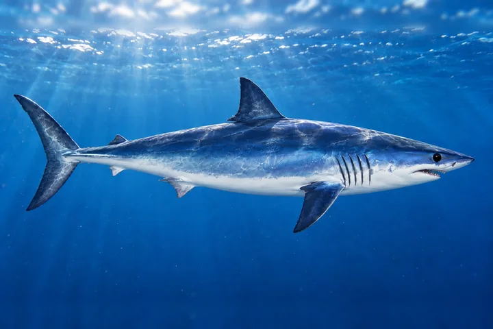 Tiburón mako