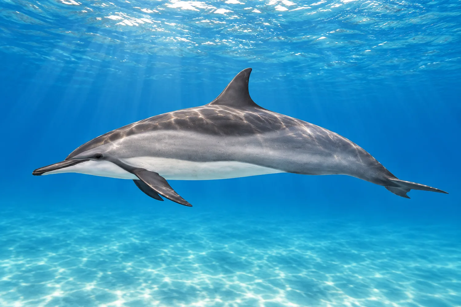 Spinner dolphin (Stenella longirostris), illustration