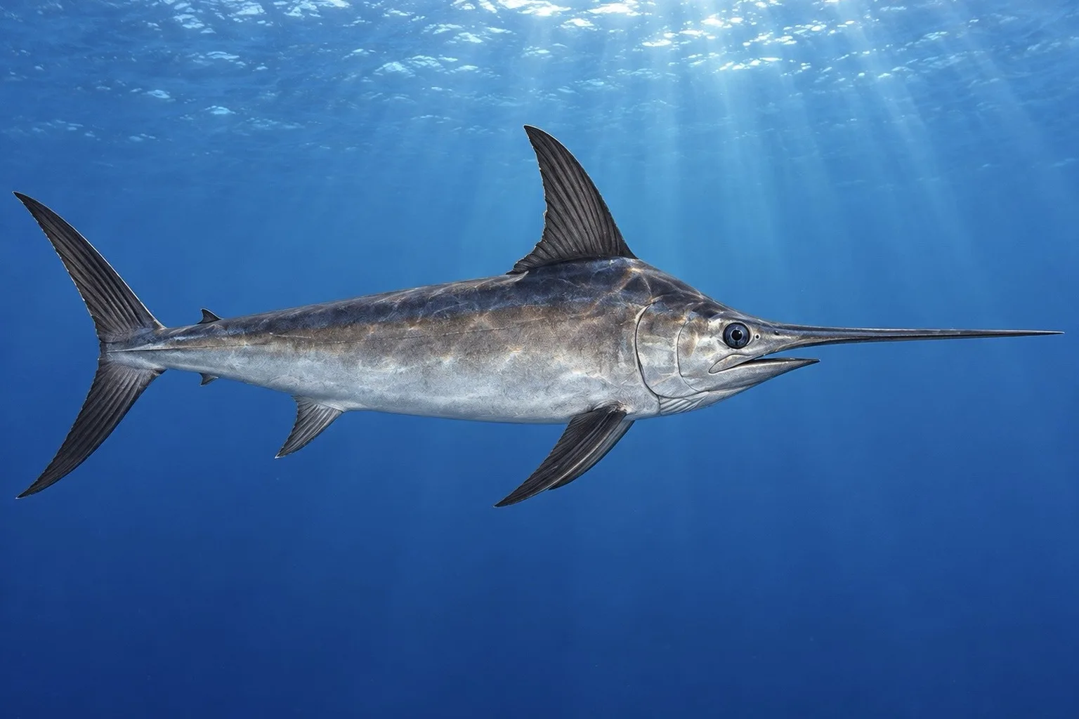 Swordfish (Xiphias gladius), illustration